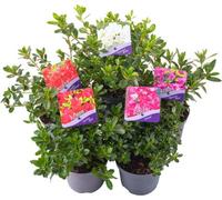 Gardeners Dream Pack Of 5 Mixed Azaleas (30 - 40Cm Height Including Pot) - Assorted Azalea Plants, Pack Of 5