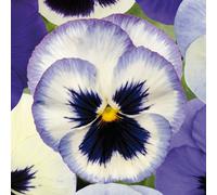 Gardeners Dream Pansy Ocean Breeze Bedding Plants - Tranquil Blooms (6 Pack)