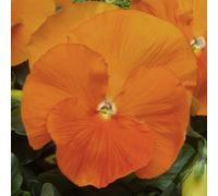 Gardeners Dream Pansy Orange Bedding Plants - Vibrant Citrus Blooms (6 Pack)
