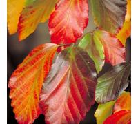 Gardeners Dream Parrotia Persica Tree - Persian Ironwood, Ornamental, Multicoloured Foliage (5-6Ft)