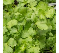 Gardeners Dream Parsley Flat Garden Plant - Aromatic Biennial, Compact Size (15-20Cm Height Including Pot)