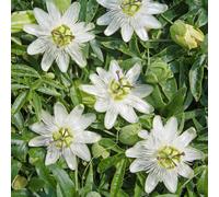 Gardeners Dream Passiflora Caerulea 'constance Elliot' Semi-Evergreen Hardy Shrub Plant In Pot - 9Cm Pot (20-30Cm Height Incl. Pot)