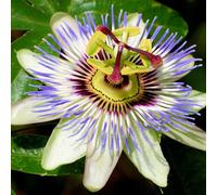 Gardeners Dream Passiflora Caerulea Garden Plant - Exotic Blooms, Compact Size (20-30Cm Height Including Pot)