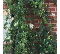 Gardeners Dream Passiflora 'snow Queen' White Passion Flower Hardy Shrub Climber Plant In Pot - 9Cm Pot (20-30Cm Height Incl. Pot)