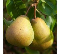 Gardeners Dream Pear Beurre Hardy - Fruit Tree, Outdoor Garden Plant Patio Trees (4-5Ft Height, 7.5L Pot)