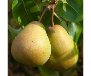 Gardeners Dream Pear Beurre Hardy - Fruit Tree, Outdoor Garden Plant Patio Trees (4-5Ft Height, 7.5L Pot)