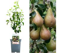 Gardeners Dream Pear Comice Patio Tree - Juicy Fruit-Bearing Tree For Uk Patio Gardens - Outdoor Plant (2-3Ft)