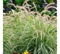 Gardeners Dream Pennisetum Sky Rocket Garden Plant - Striking Foliage And Flower Spikes, Compact Size (20-30Cm Height Including Pot)