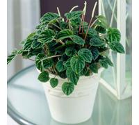 Gardeners Dream Peperomia Caperata Lilian - Heart-Shaped Foliage, Textured Leaves, Compact Size (15-25Cm Height Including Pot)