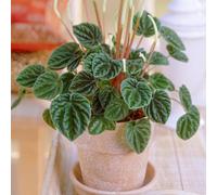 Gardeners Dream Peperomia Caperata Lilian - Houseplant With Ruffled Dark Green Leaves, Ideal Tabletop Plant (15-25Cm Height Including Pot)