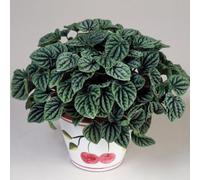Gardeners Dream Peperomia Caperata Lilian - Indoor Plant With Textured Evergreen Leaves, Small Tabletop Houseplant (15-25Cm Height Including Pot)