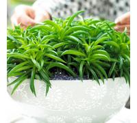 Gardeners Dream Peperomia Happy Bean - Indoor Plant With Small Succulent Green Leaves, Compact Size (15-25Cm Height Including Pot)