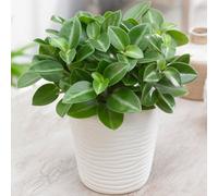 Gardeners Dream Peperomia Pixie Wonderwing - Bright Green Leaves, Teardrop Peperomia, Compact Size (10-20Cm Height Including Pot)