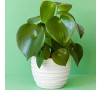 Gardeners Dream Peperomia Polybotrya Raindrop - Evergreen Tabletop Plant, Indoor Houseplant With Raindrop-Shaped Leaves (20-30Cm)