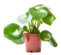 Gardeners Dream Peperomia Polybotrya Raindrop - Indoor House Plant For Home Office, Kitchen, Living Room - Potted Houseplant (20-30Cm)