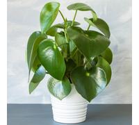 Gardeners Dream Peperomia Polybotrya Raindrop - Round Evergreen Leaves, Ideal For Uk Homes, Compact Tabletop Size (20-30Cm Height Including Pot)