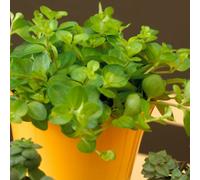 Gardeners Dream Peperomia Rotundifolia - Bright Green Foliage, Trailing Stems, Indoor Plant For Windowsill (10-15Cm Height Including Pot)