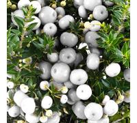 Gardeners Dream Pernettya White - Delicate White Berried Shrub, Winter Beauty (10.5Cm)