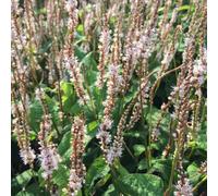 Gardeners Dream Persicaria Alba Junior (9Cm)