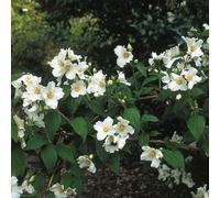 Gardeners Dream Philadelphus Belle Etoile Mock Orange Deciduous Shrub Hardy Garden Plant In Pot - 9Cm Pot (20-30Cm)