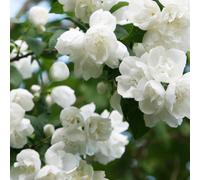 Gardeners Dream Philadelphus Virginal Mock Orange Deciduous Shrub Hardy Garden Plant In Pot - 9Cm Pot (20-30Cm)