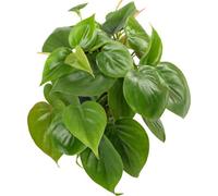 Gardeners Dream Philodendron Scandens In Hanging Basket - Lush Trailing Vines, Easy Care, Fast Growing