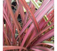 Gardeners Dream Phormium Evening Glow Garden Plant - Vibrant Red And Pink Foliage, Compact Size, Hardy (15-30Cm Height Including Pot)