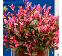Gardeners Dream Photinia Little Fenna (9Cm)