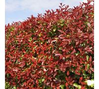 Gardeners Dream Photinia Red Robin Garden Plant - Vibrant Red New Growth, Compact Size (9Cm Pot, 20-40Cm Height Incl Pot, 10 Plants)