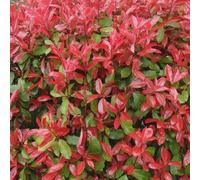 Gardeners Dream Photinia Red Robin - Vibrant Red Foliage, Fast-Growing Hedging Plants, Easy Care (20-40Cm, 5 Plants)