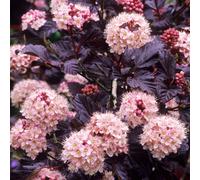 Gardeners Dream Physocarpus Lady In Red Ninebark Pink Flowering Shrub Hardy Garden Plant In Pot - 9Cm Pot (15-25Cm)