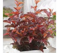 Gardeners Dream Physocarpus Little Angel (9Cm)