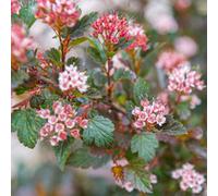 Gardeners Dream Physocarpus Little Devil (9Cm)