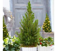 Gardeners Dream Picea Glauca Conica 1-2Ft Pot Grown Christmas Tree Compact Dwarf Evergreen Conifer