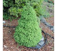Picea glauca 'Conica' White Spruce Evergreen Garden Dwarf Conifer | 9cm Pot
