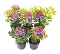 Gardeners Dream Pieris Mix 5 Plants (15-25Cm Height Including Pot) Garden Plants - Variegated Foliage And White Blooms