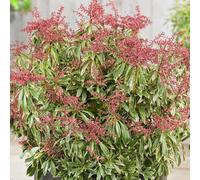 Gardeners Dream Pieris Passion (9Cm)