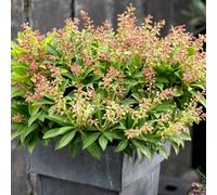 Pieris Sarabande Evergreen Outdoor Garden Ready Flowering Shrub in Plant Pot