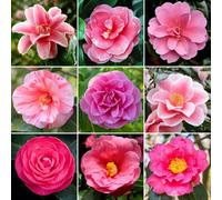 Gardeners Dream Pink Camellia Garden Plant - Elegant Pink Blooms, Compact Size (20-30Cm Height Including Pot)