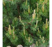 Gardeners Dream Pinus Mugo Mughus Compact Hardy Evergreen Garden Pine Conifer Shrub Plant In Pot - 9Cm Pot (20-30Cm)