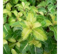 Gardeners Dream Pittosporum Gold Star - Evergreen Mock Orange Shrub With Maroon Spring Flowers - 9Cm Pot (10-20Cm Height Incl. Pot)