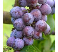 Gardeners Dream Plum Opal - Fruit Tree, Outdoor Garden Plant Patio Trees (4-5Ft Height, 7.5L Pot)