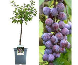 Gardeners Dream Plum Opal Patio Tree - Sweet Fruit-Bearing Tree For Uk Patio Gardens - Outdoor Plant (2-3Ft)