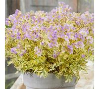 Gardeners Dream Polemonium Golden Feathers - Bright Foliage, Light Purple Flowers, Ideal For Uk Gardens, Compact Size (20-30Cm)