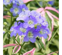 Gardeners Dream Polemonium Stairway To Heaven (9Cm)
