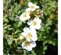 Gardeners Dream Potentilla Bella Bianca Garden Plant - Pure White Blooms, Compact Growth, Hardy Plant (20-30Cm Height Including Pot)
