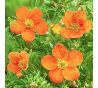 Gardeners Dream Potentilla Bella Sol Garden Plant - Striking Orange Blooms, Compact Size (10-30Cm Height Including Pot)