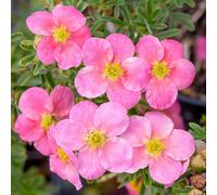 Gardeners Dream Potentilla Bellissima Garden Plant - Bright Pink Blooms, Compact Size (10-30Cm Height Including Pot)