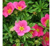Gardeners Dream Potentilla Bellissima Garden Plant - Pink Flowers, Compact Size, Hardy (15-30Cm Height Including Pot)