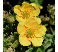 Gardeners Dream Potentilla Mango Tango Garden Plant - Bright Yellow Blooms, Compact Size (10-30Cm Height Including Pot)
